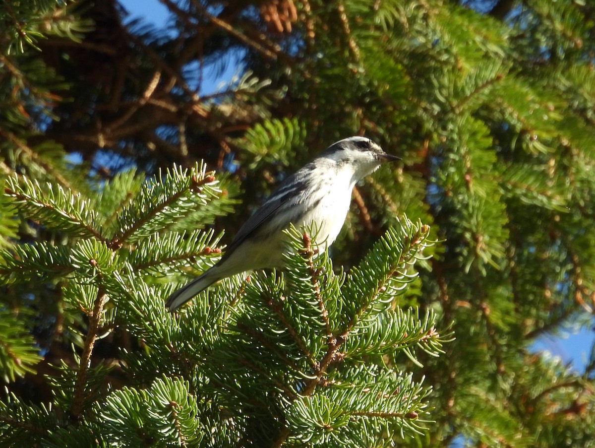 Black-throated Gray Warbler - ML645610258