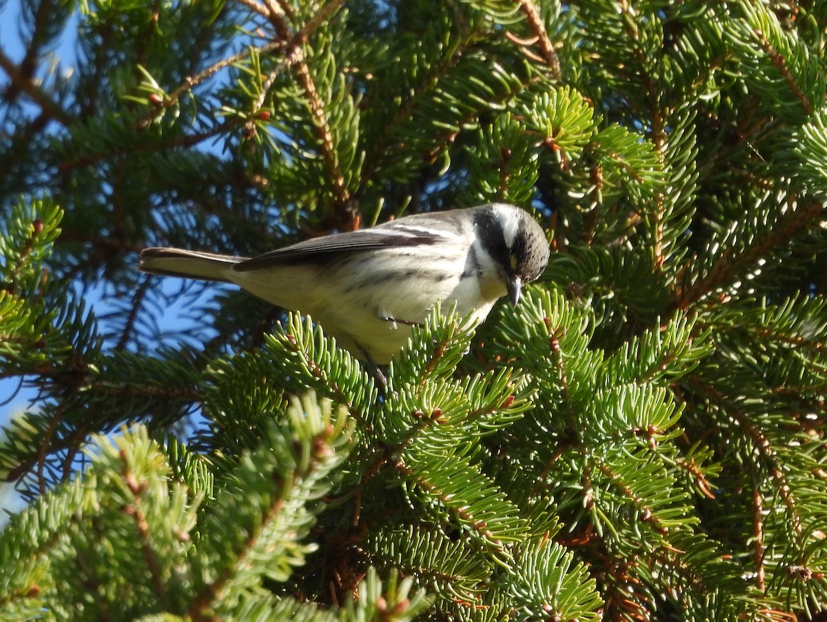Black-throated Gray Warbler - ML645610259