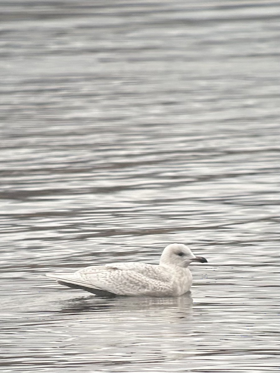 Iceland Gull (kumlieni) - ML645610266
