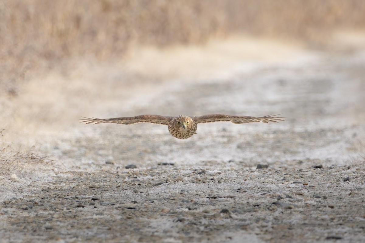 Cooper's Hawk - ML645610279