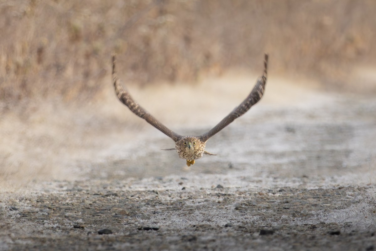 Cooper's Hawk - ML645610280