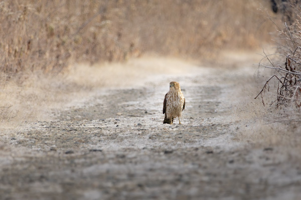 Cooper's Hawk - ML645610281