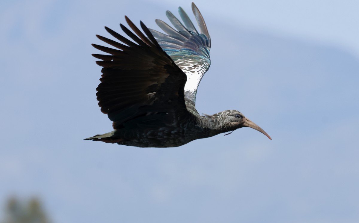 Ibis caronculé - ML645610282