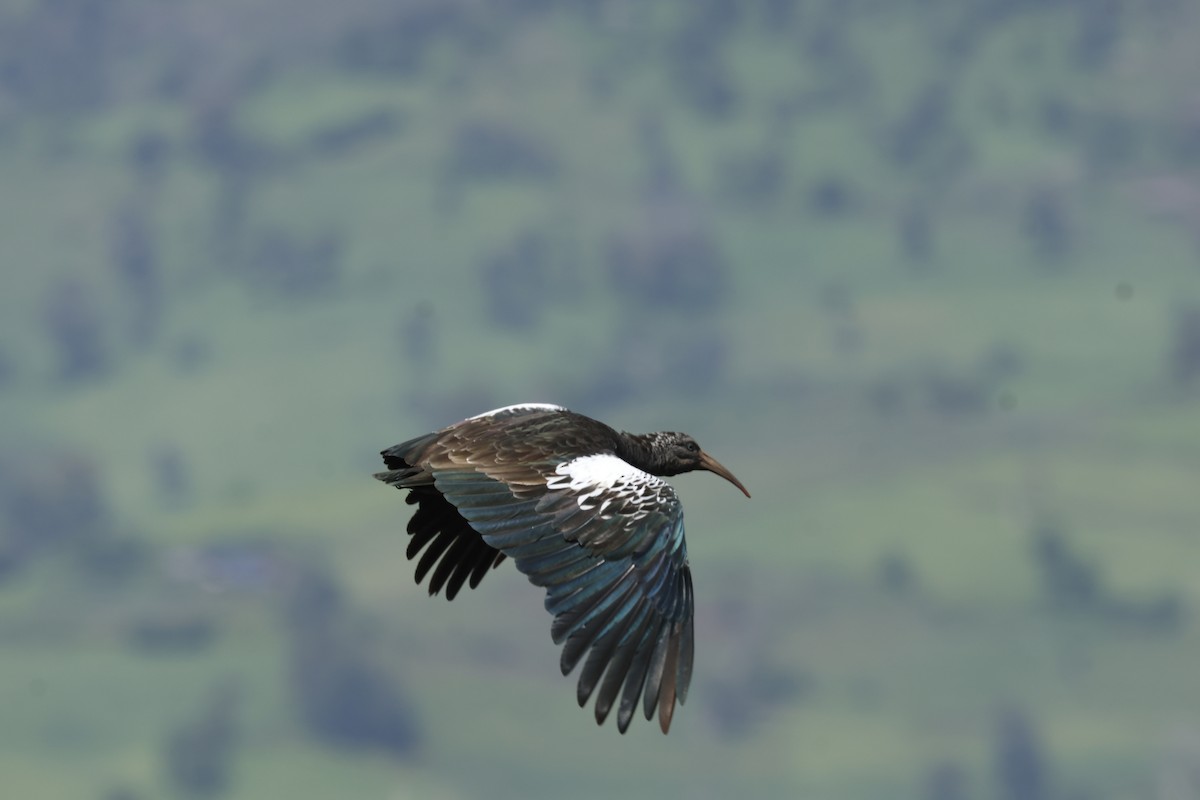 Ibis caronculé - ML645610284