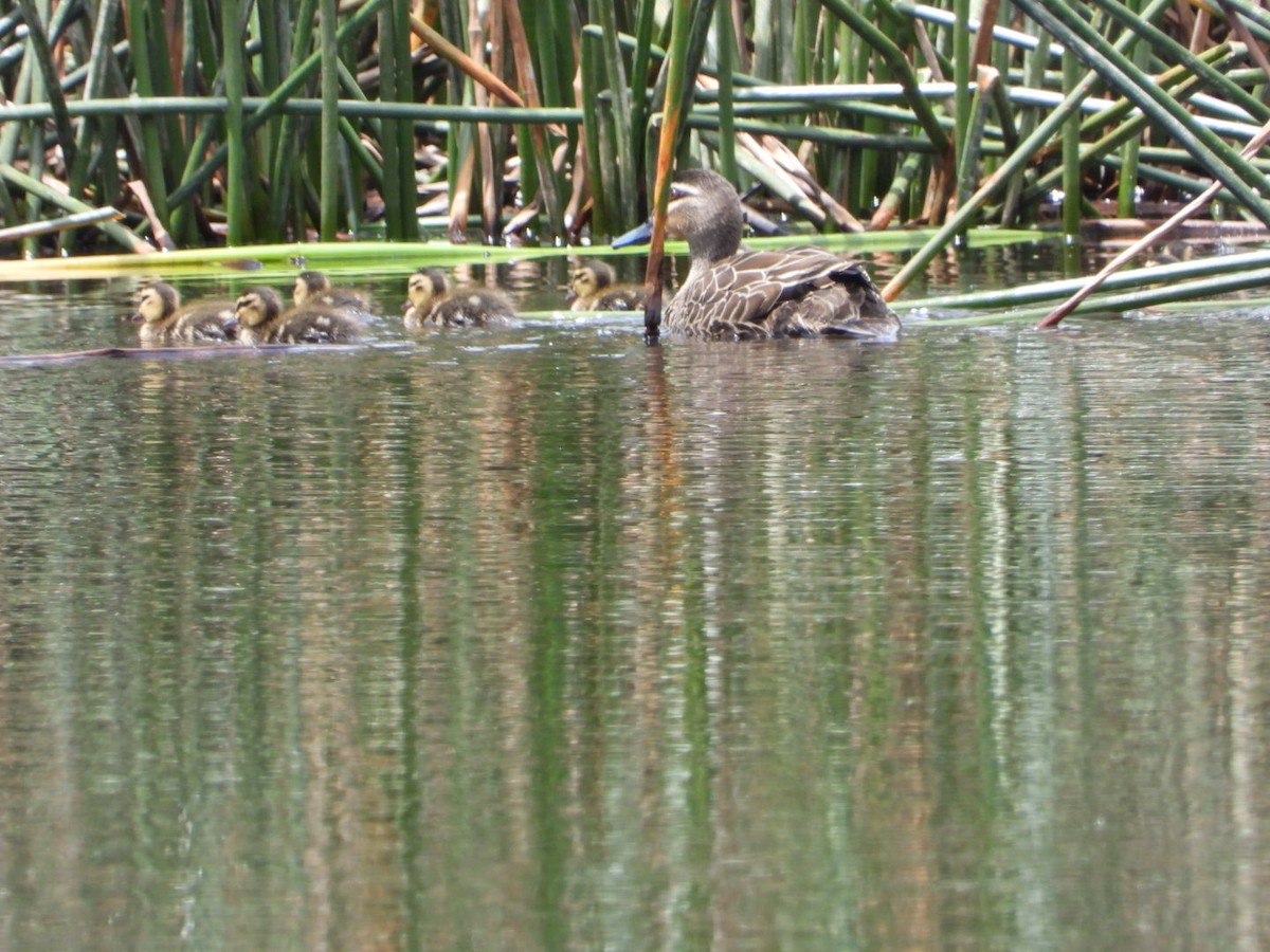 kachna pruhohlavá - ML645610285