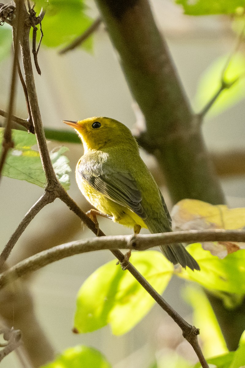 Wilson's Warbler - ML645610286