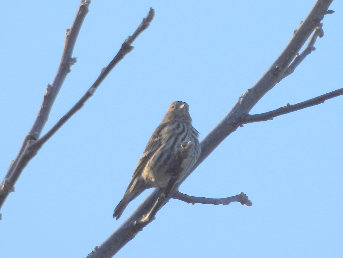 Pine Siskin - ML645610300
