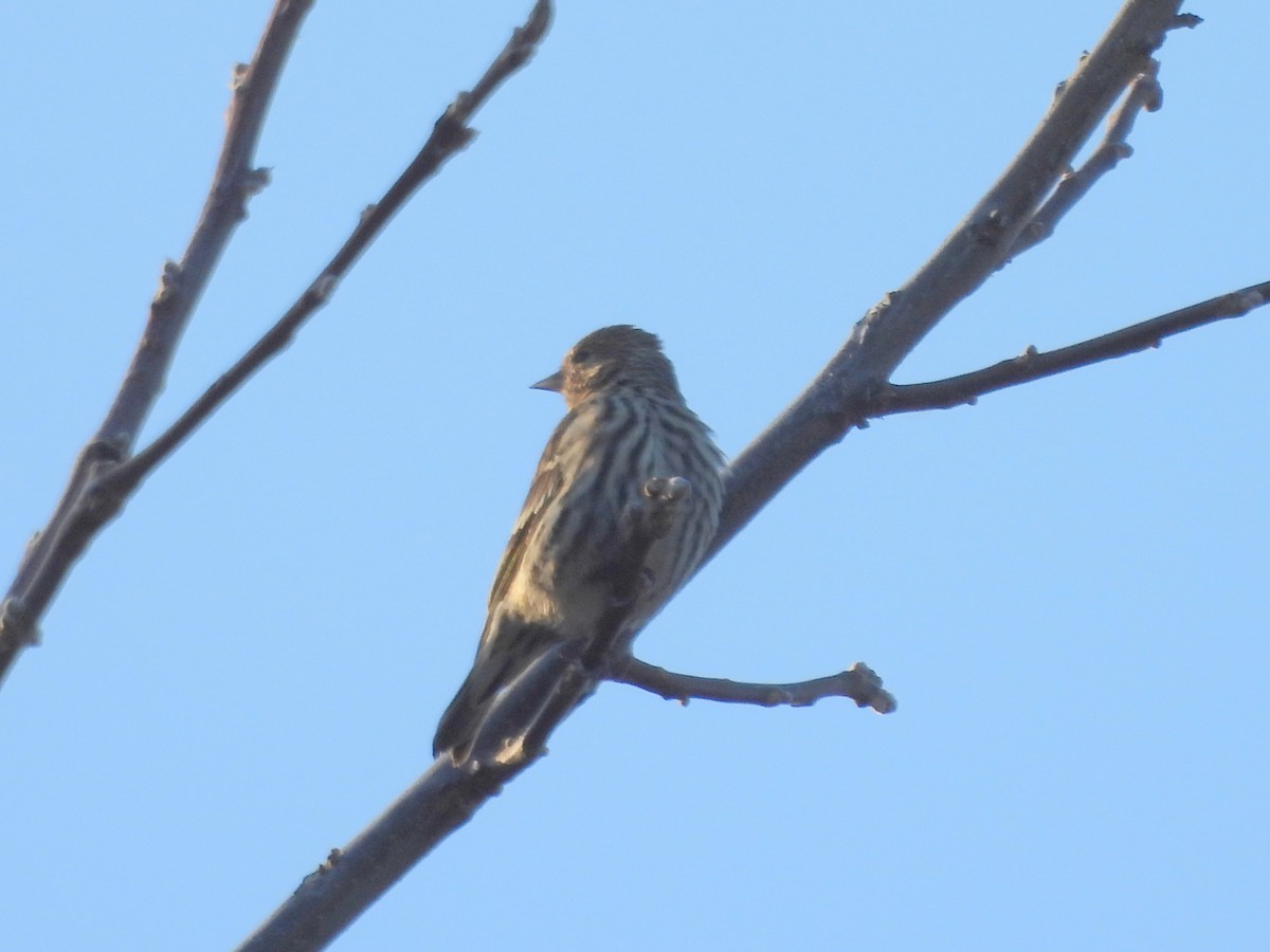 Pine Siskin - ML645610301