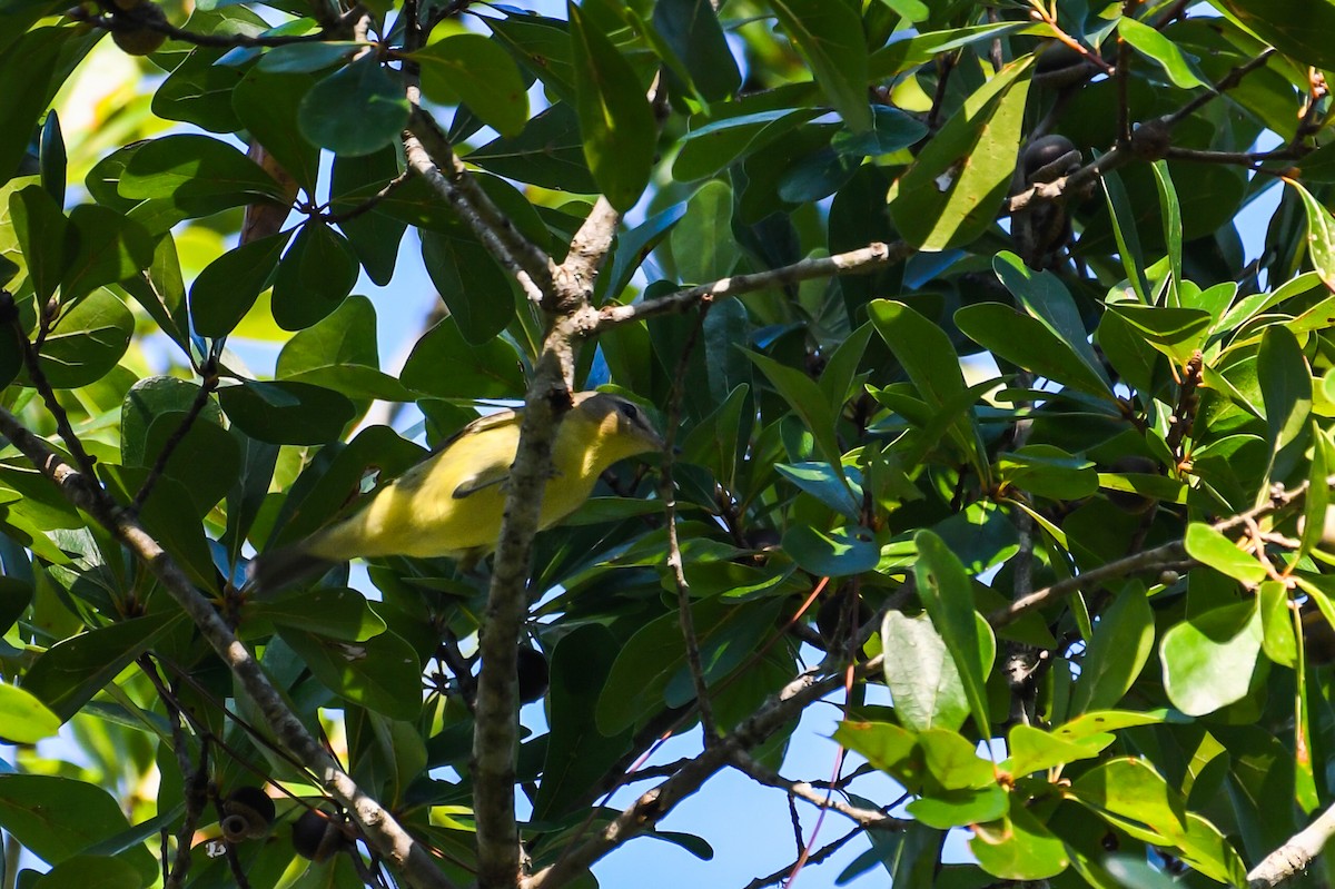 Bireo filadelfiarra - ML645610302