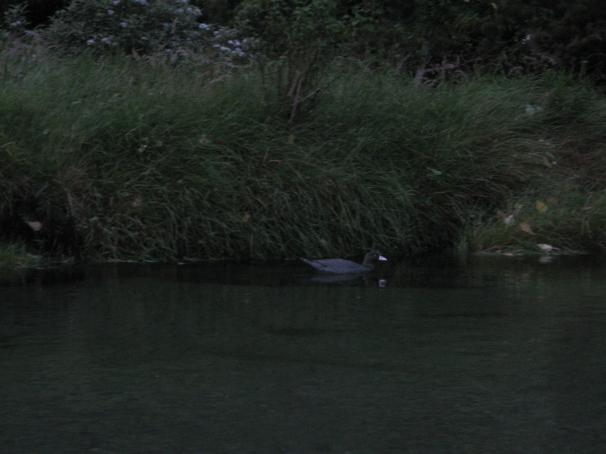 Blue Duck - ML645610317