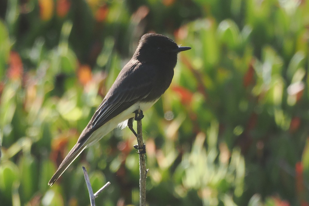 Black Phoebe - ML645610318