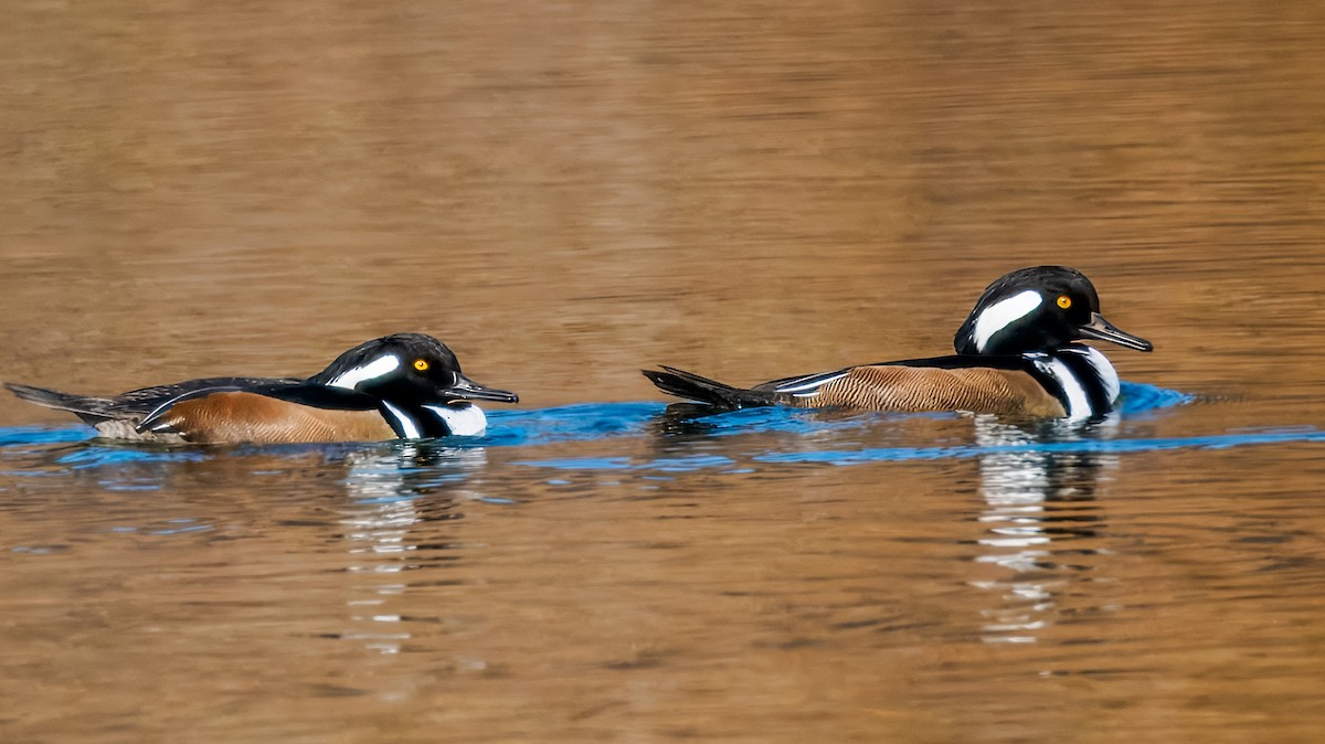 Hooded Merganser - ML645610320