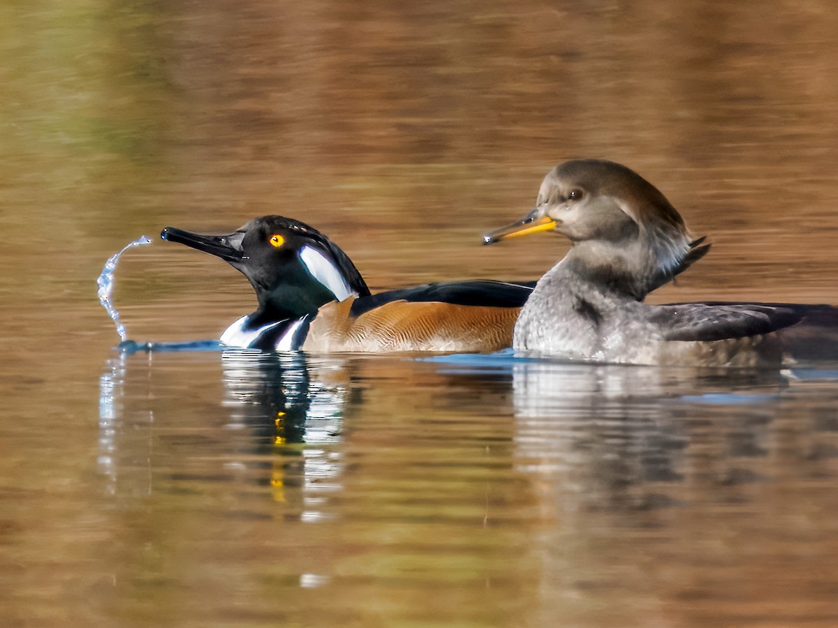 Serreta Capuchona - ML645610322