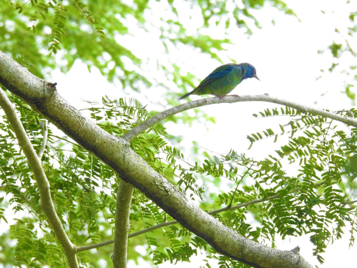 Mielerito Patirrojo - ML645610326