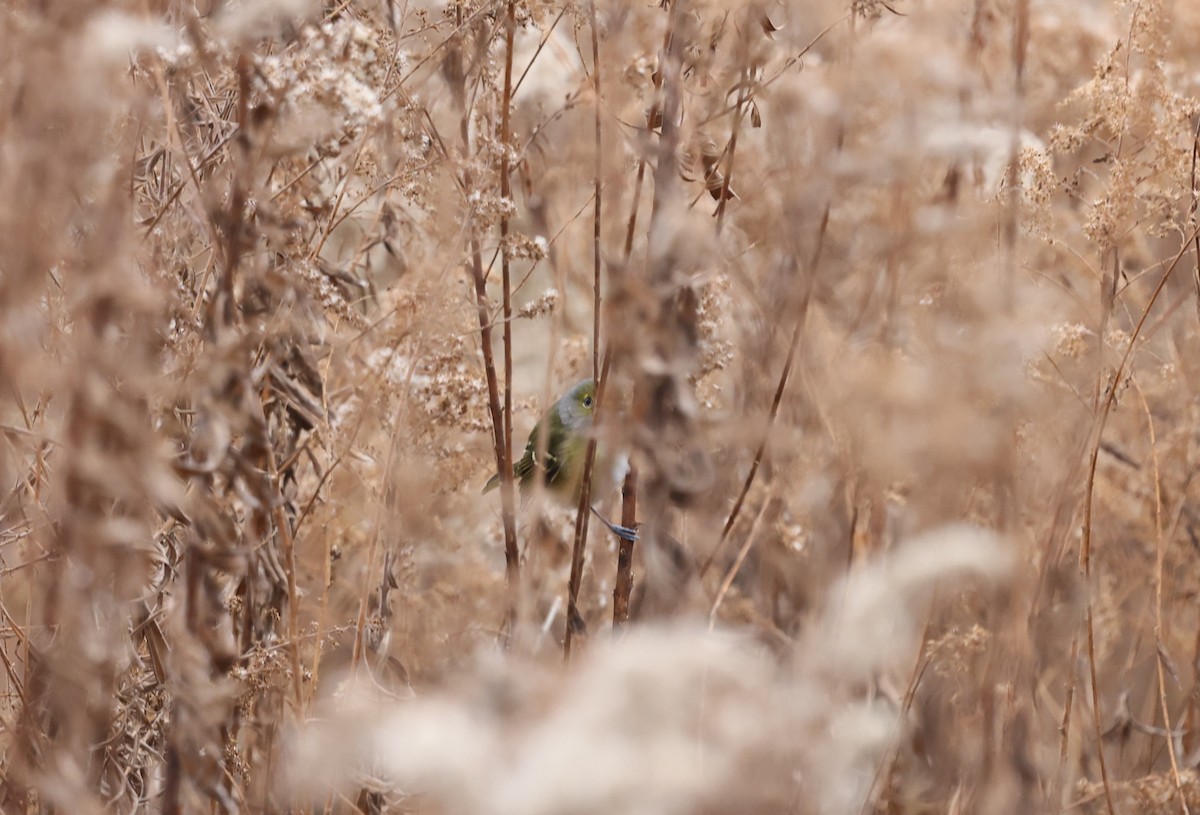 White-eyed Vireo - ML645610328