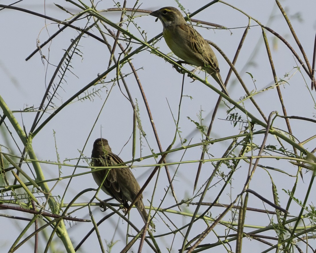 Arrocero - ML645610332