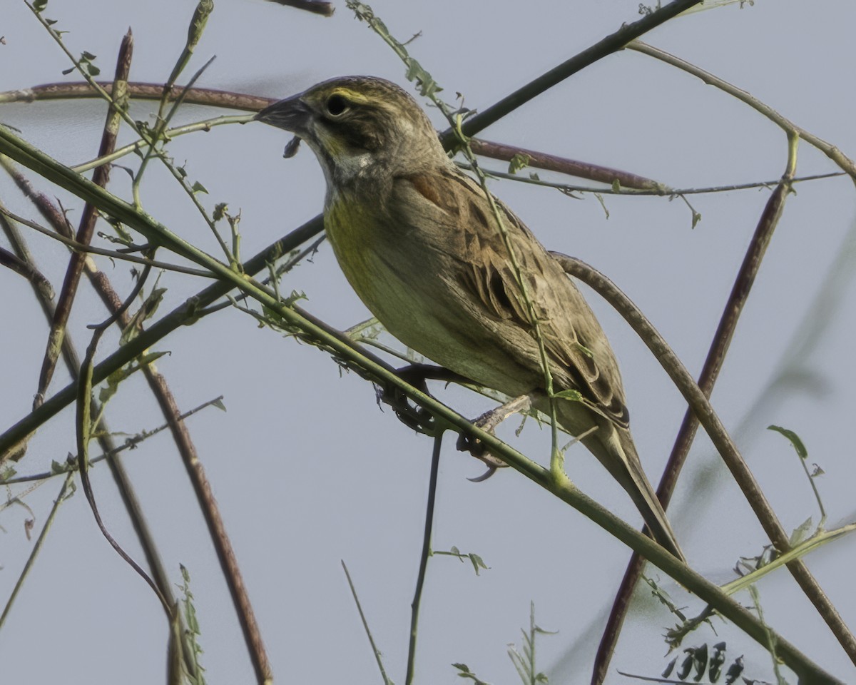 Arrocero - ML645610333