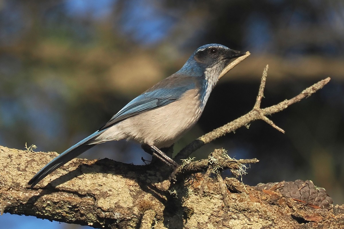 Chara Californiana - ML645610335