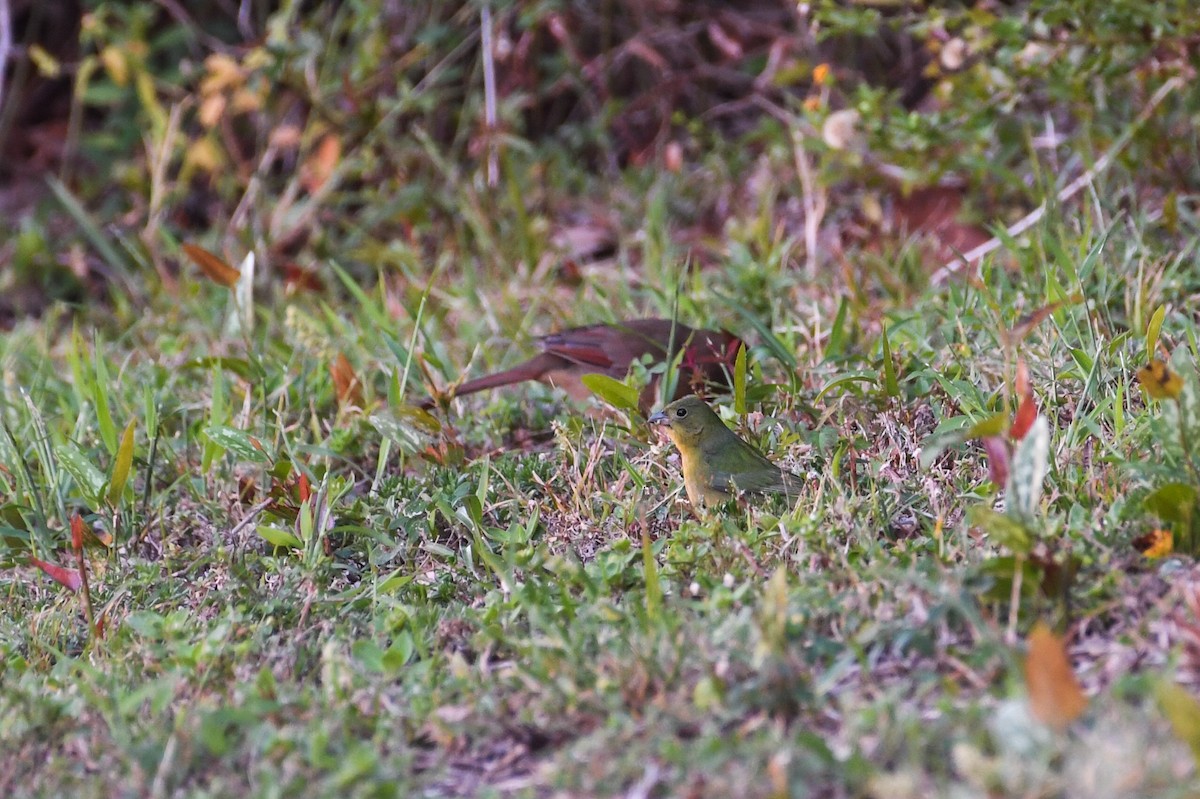 Azulillo Sietecolores - ML645610336