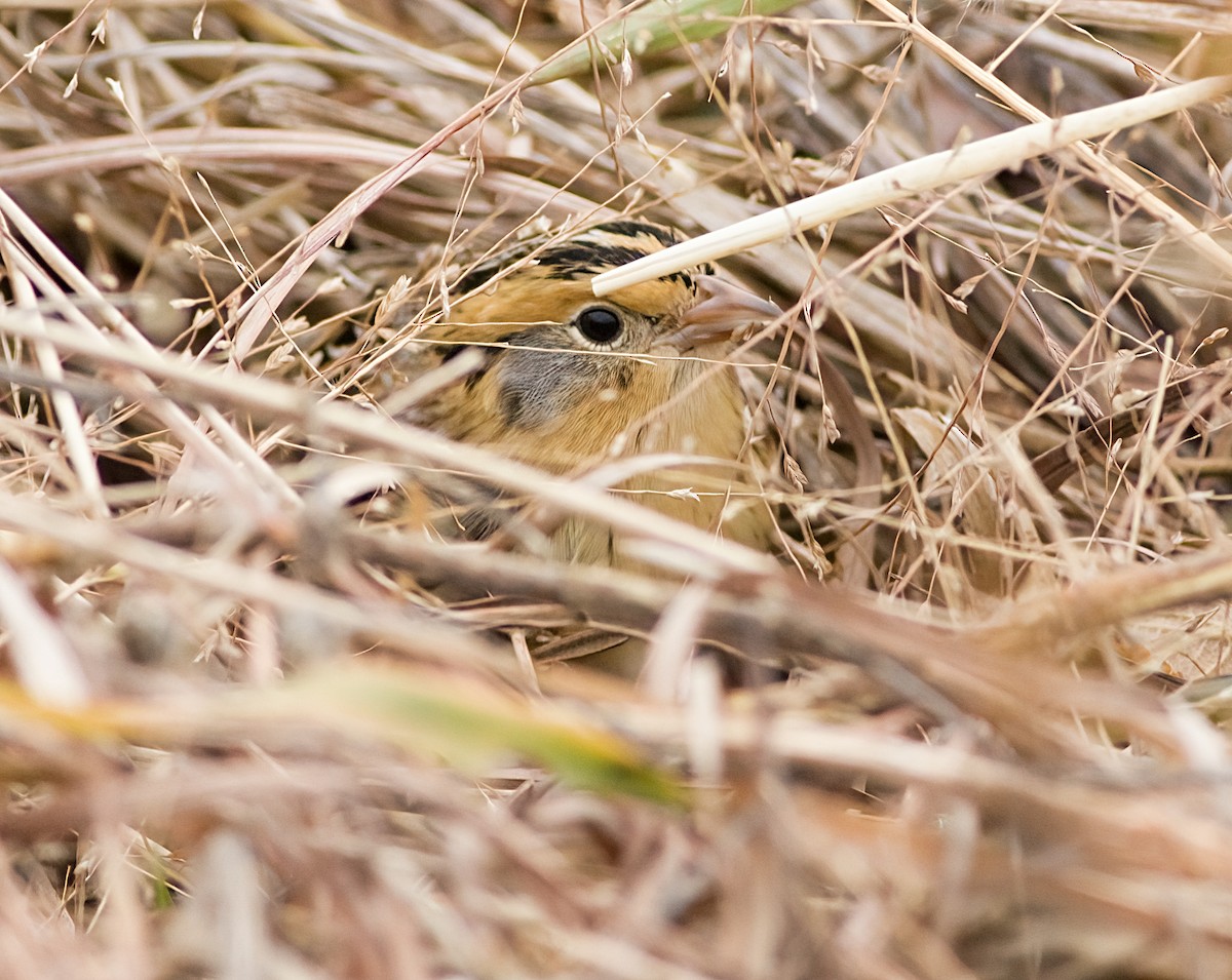 Chingolo de Le Conte - ML645610338