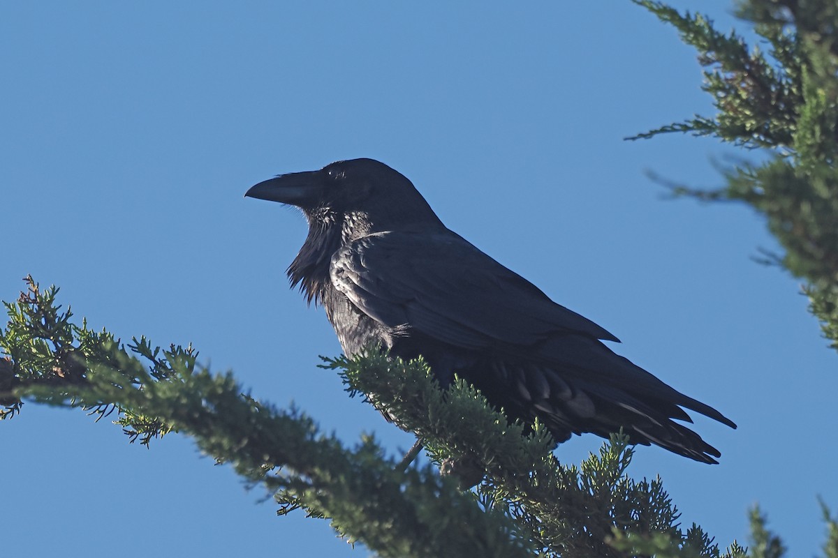 Cuervo Grande - ML645610340