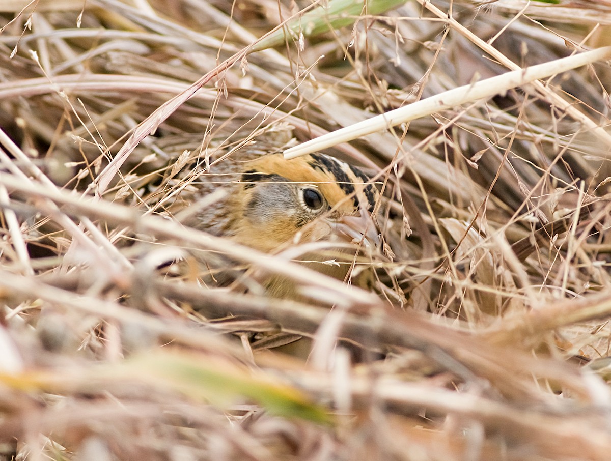 Chingolo de Le Conte - ML645610342