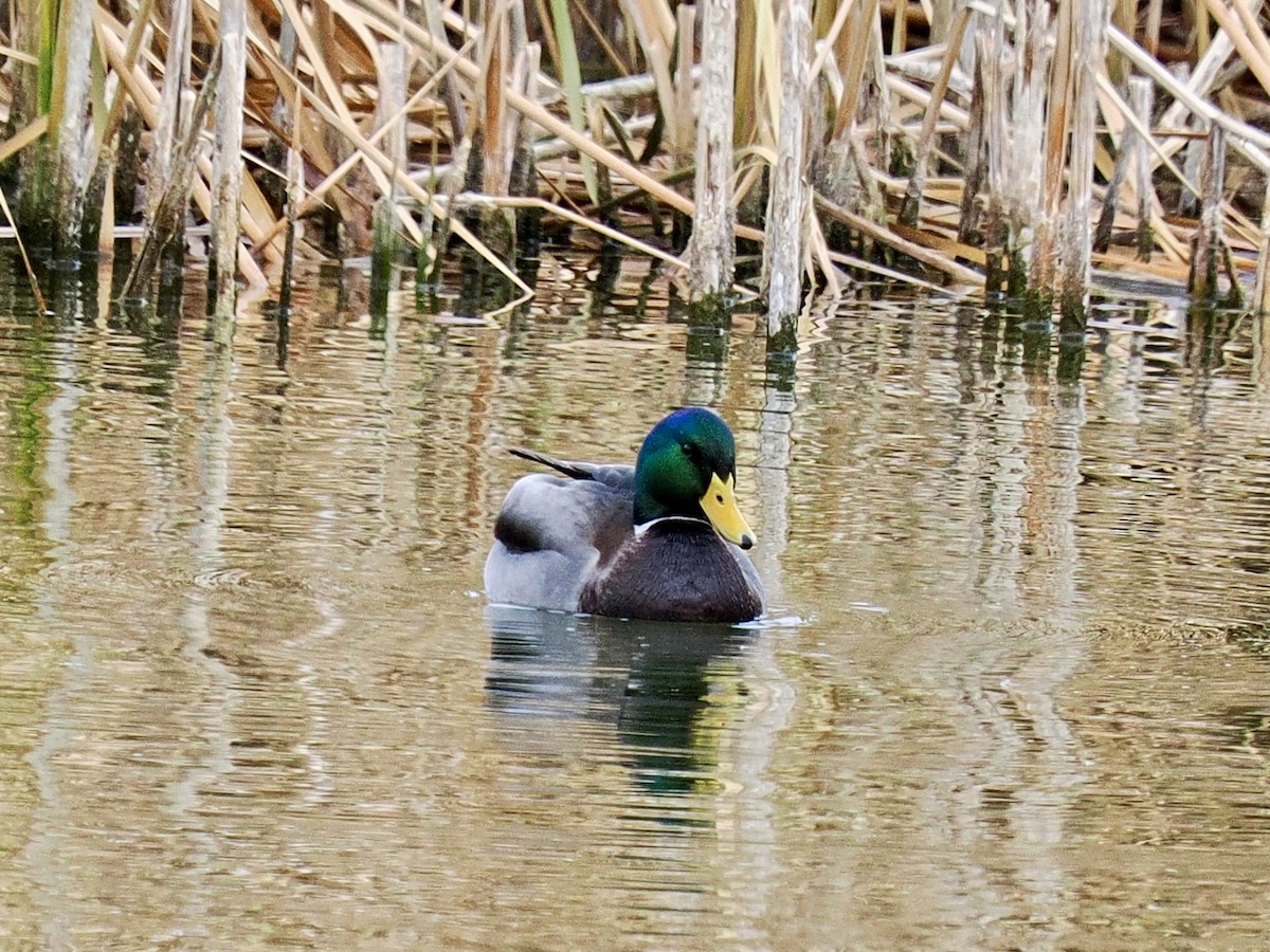 Ánade Azulón - ML645610343