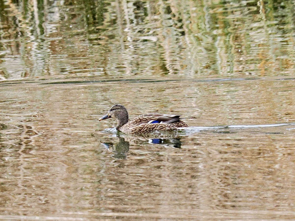 Ánade Azulón - ML645610344