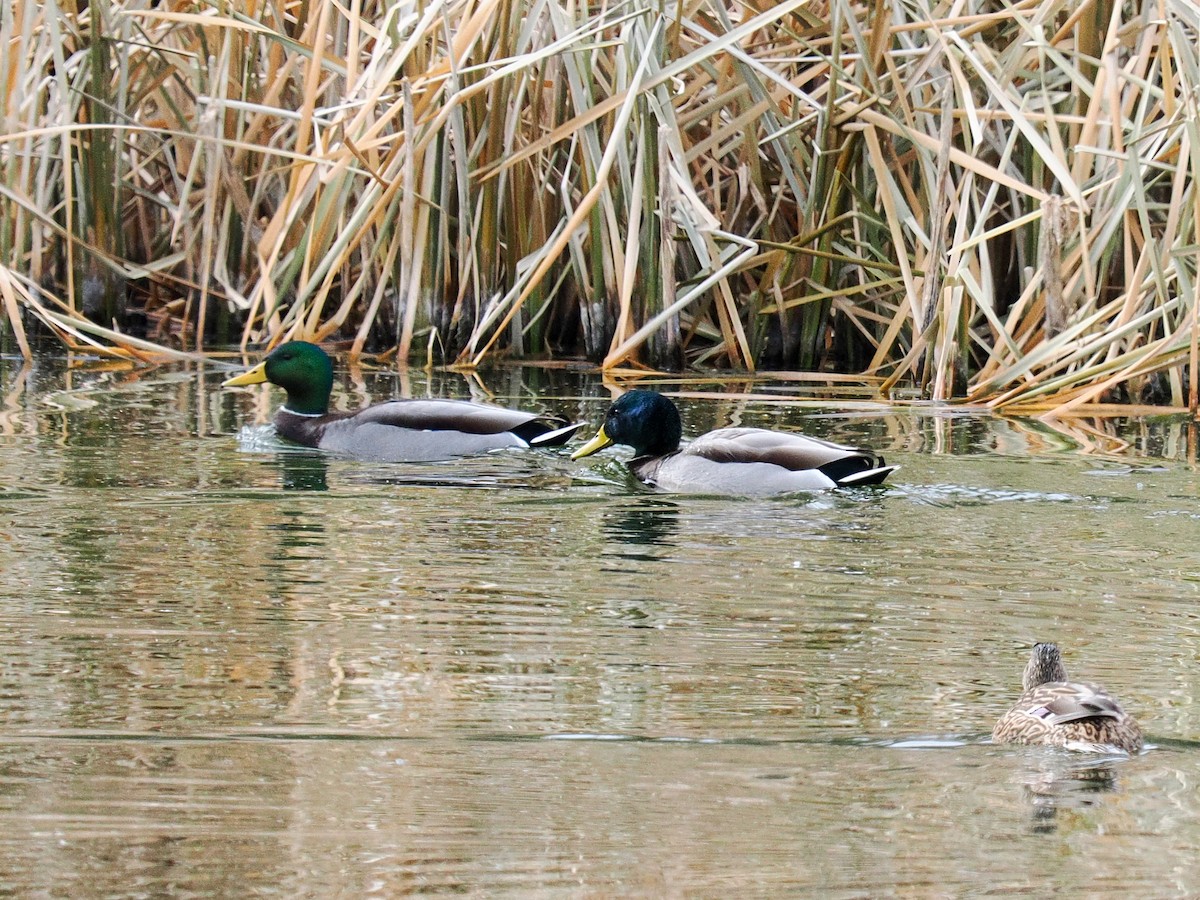 Ánade Azulón - ML645610345