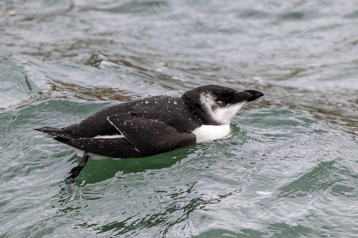 Alca Común - ML645610350