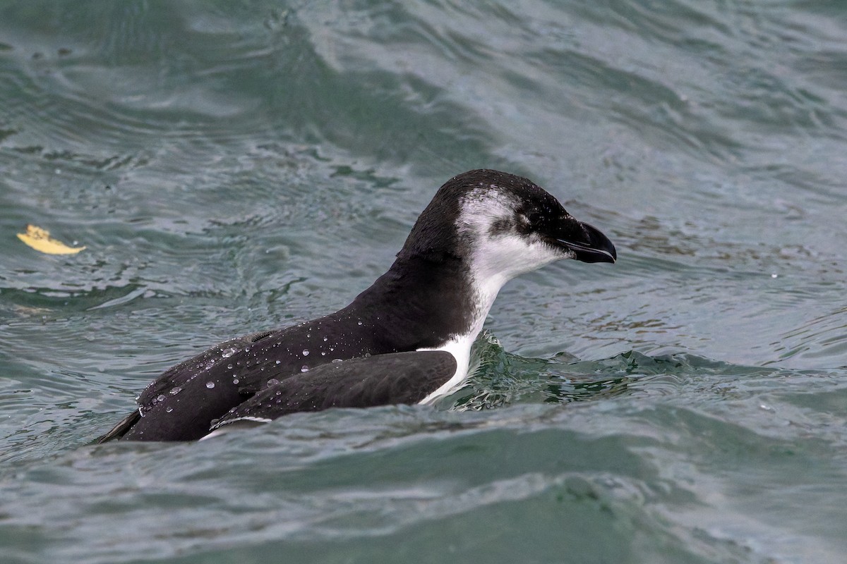 Alca Común - ML645610351