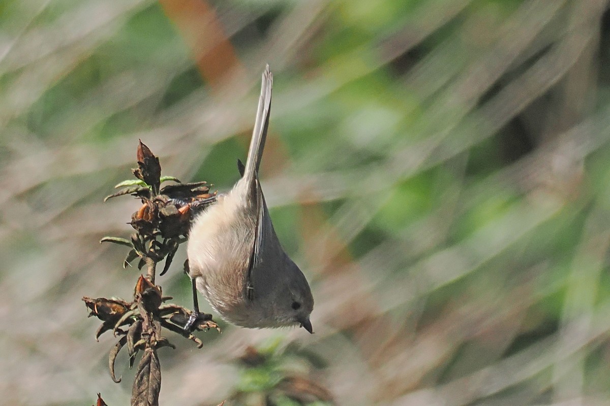 Mito Sastrecillo - ML645610352