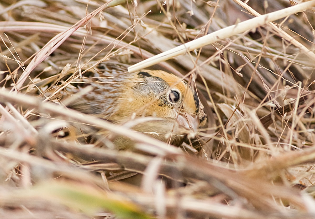 Chingolo de Le Conte - ML645610353