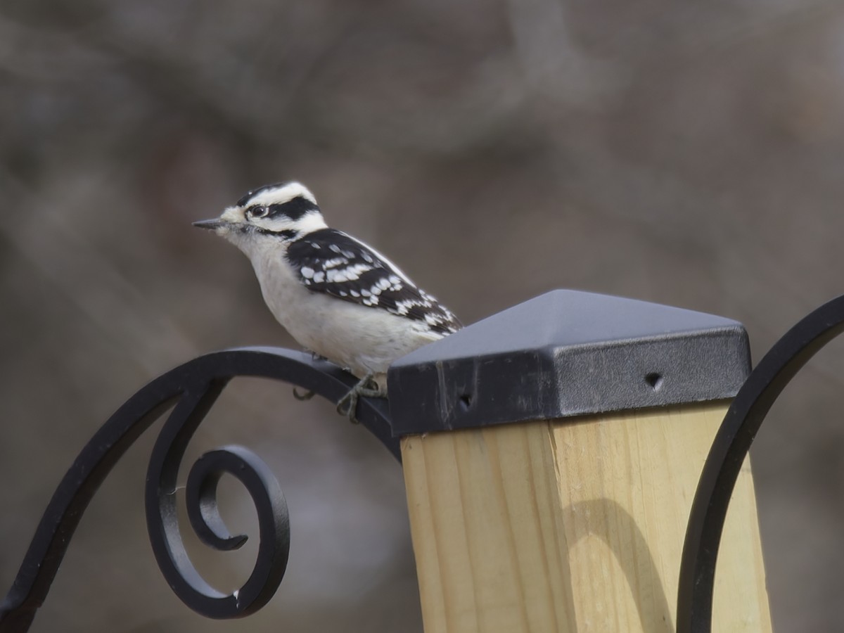 Pico Pubescente - ML645610354