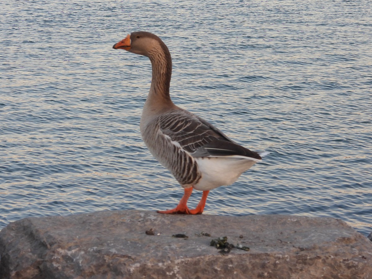 Ánsar sp. (variedad doméstica) - ML645610356