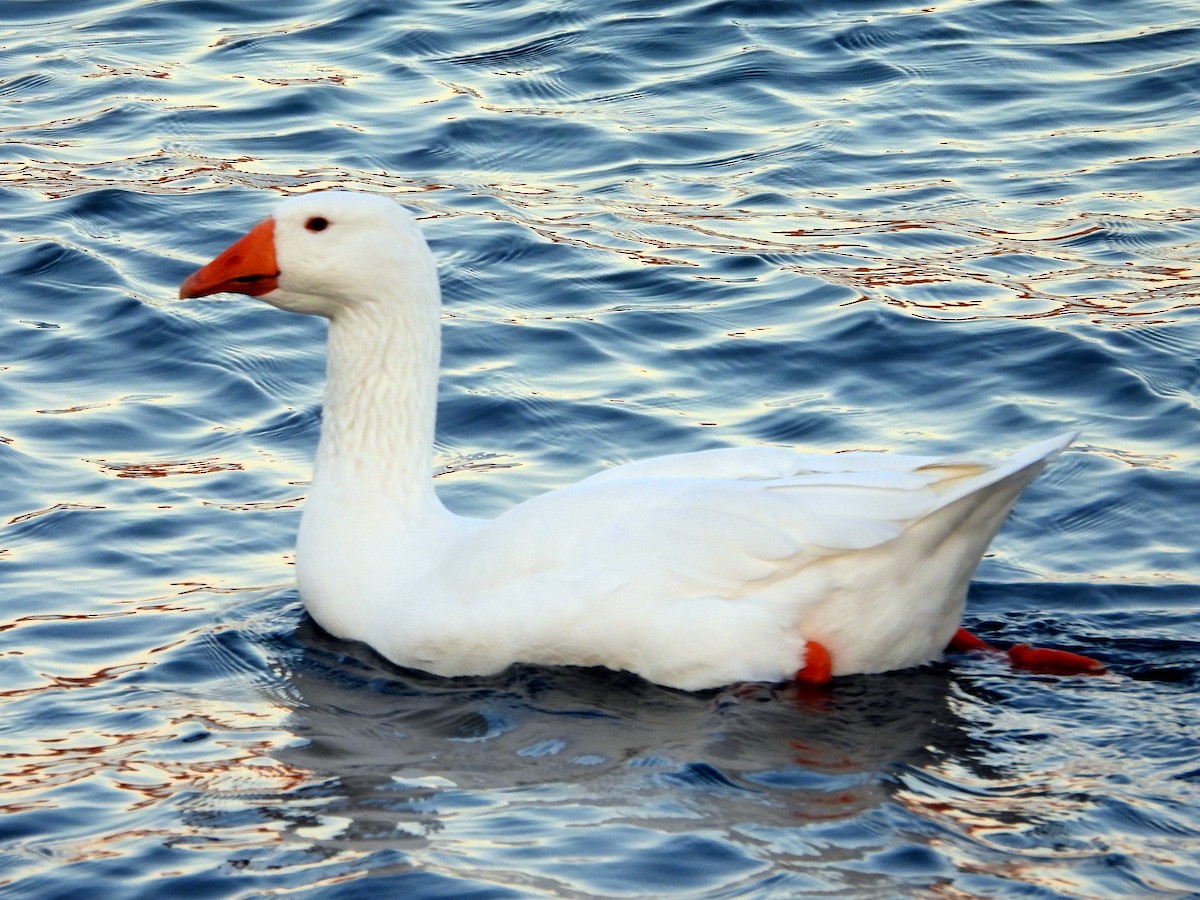 Ánsar sp. (variedad doméstica) - ML645610357