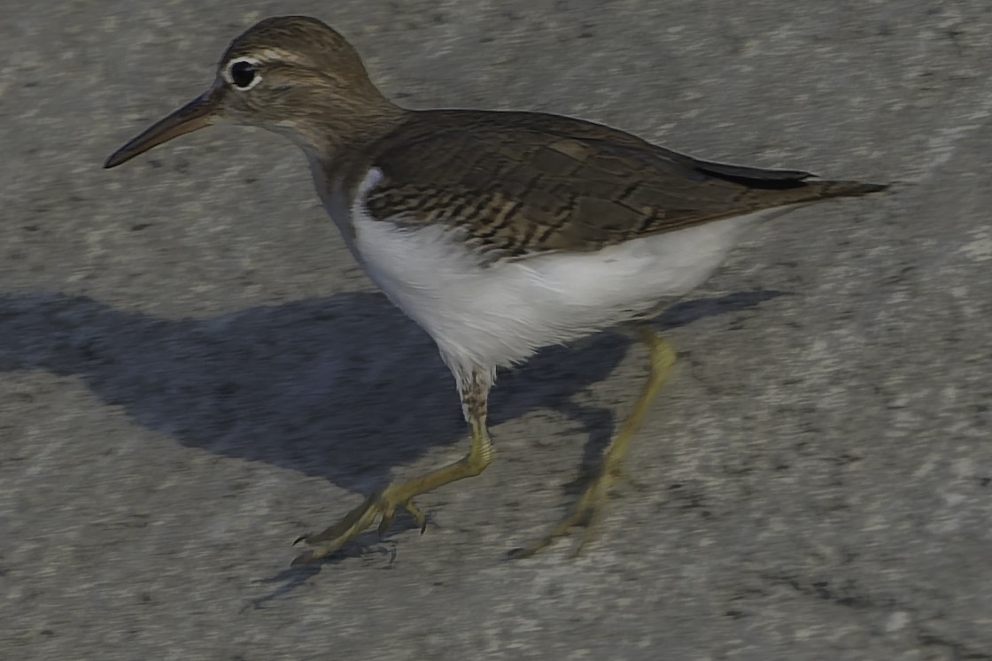 Andarríos Maculado - ML645610358