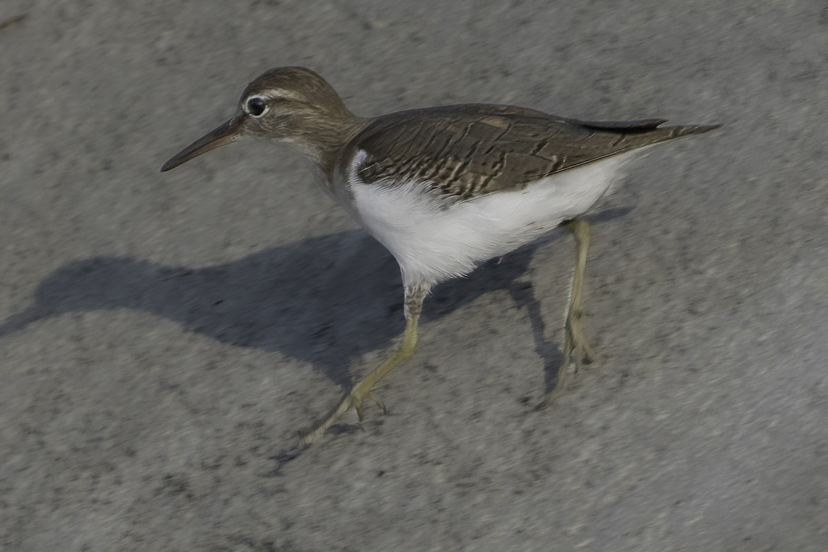 Andarríos Maculado - ML645610359