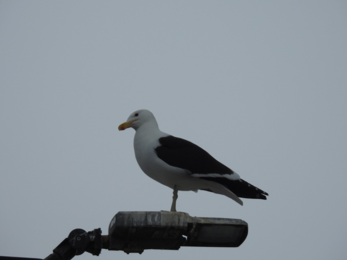 Gaviota Cocinera - ML645610361