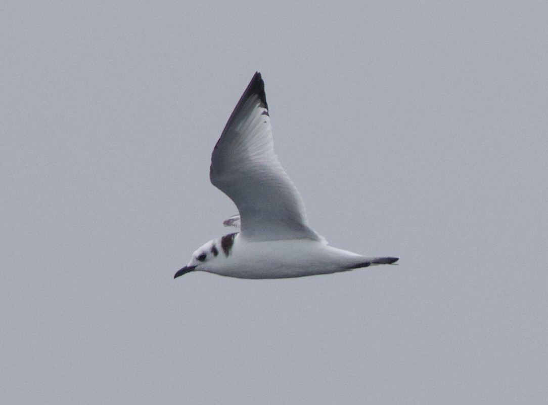 Gaviota Tridáctila - ML645610364