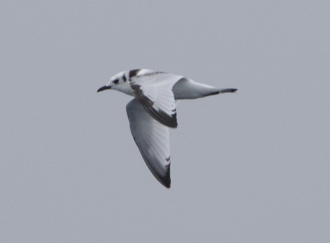 Gaviota Tridáctila - ML645610365