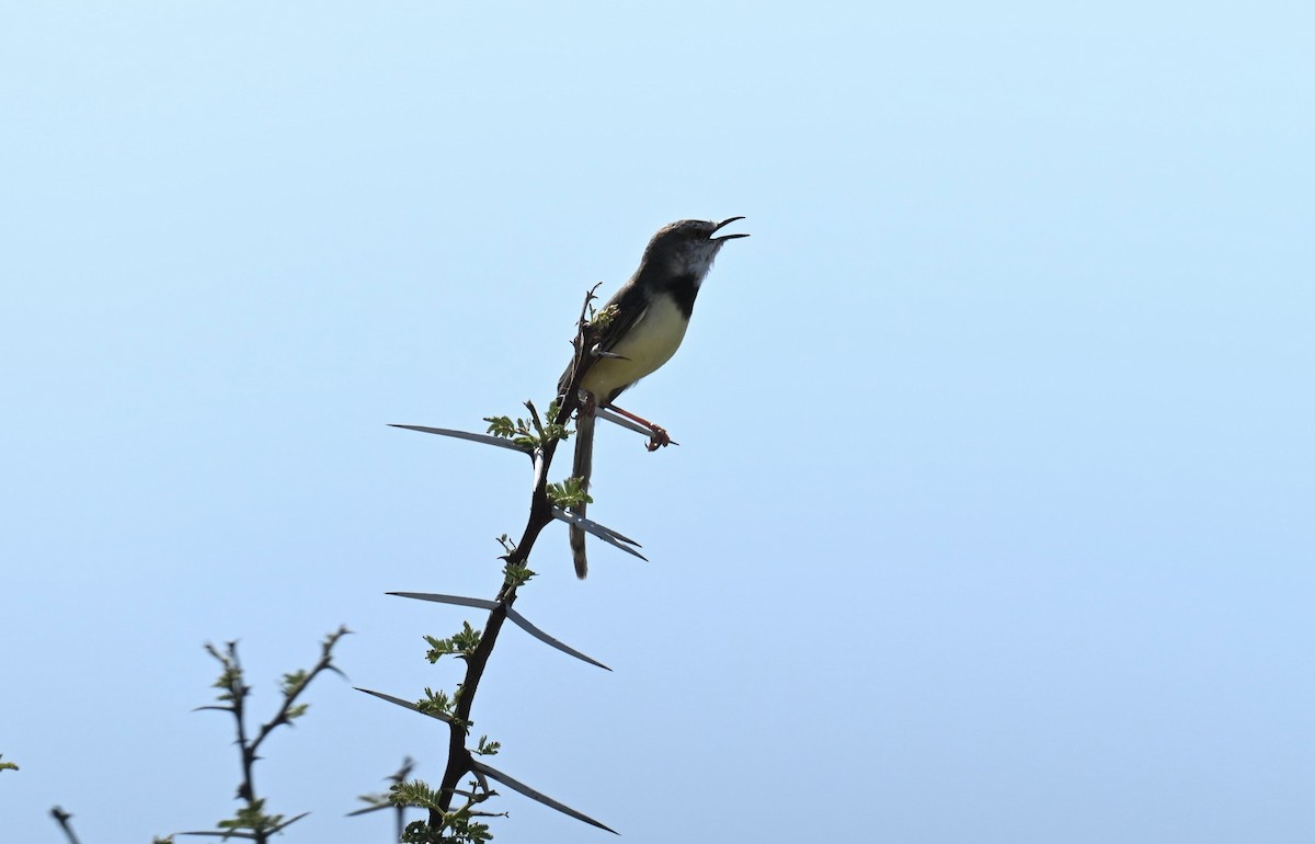 Black-chested Prinia - ML645610372