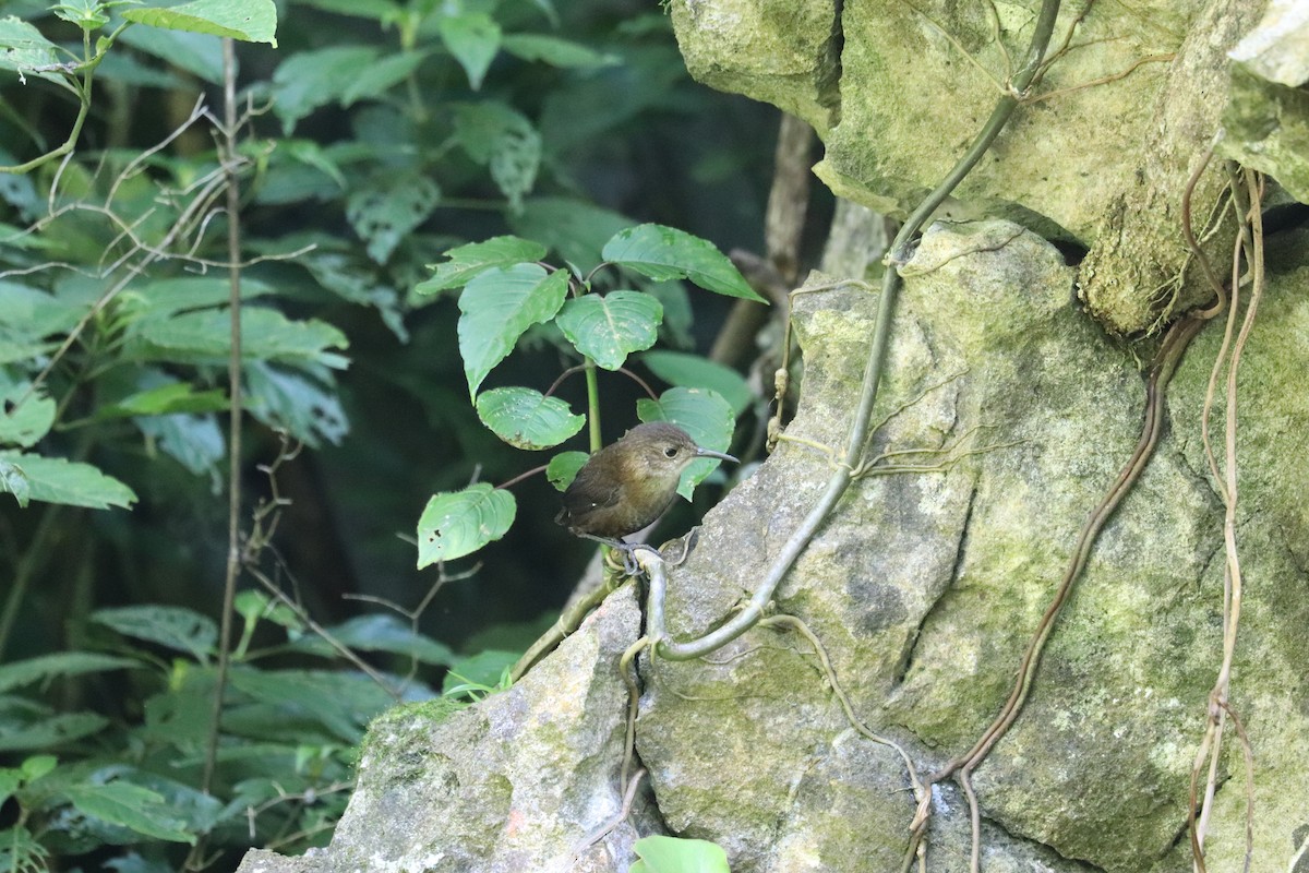 Nava's Wren - ML645610376