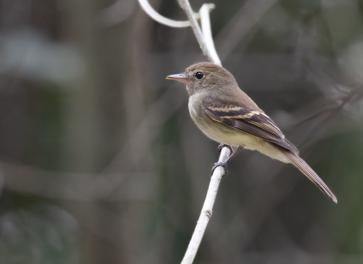 Euler's Flycatcher - ML645610384