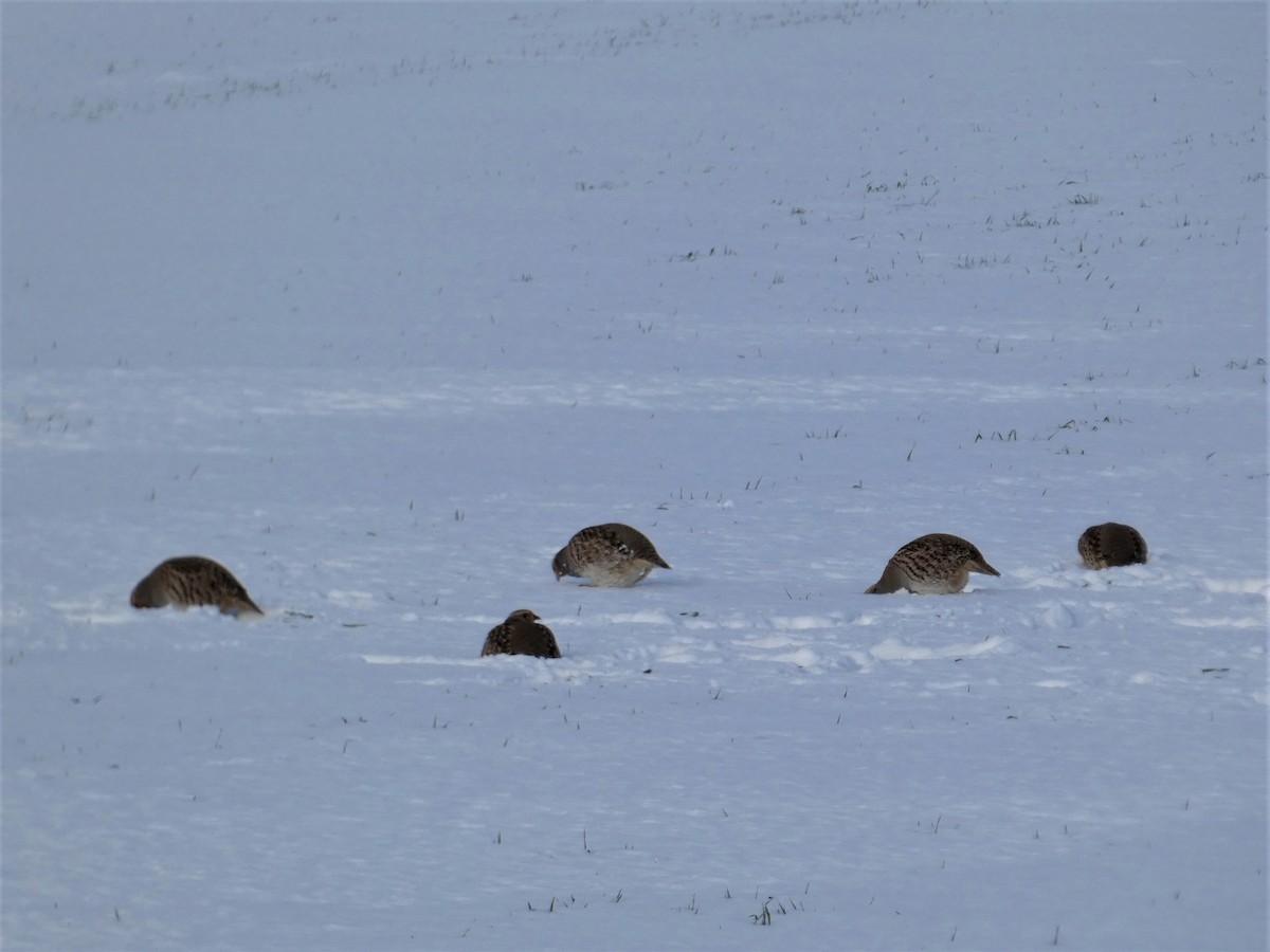 Gray Partridge - ML645610386