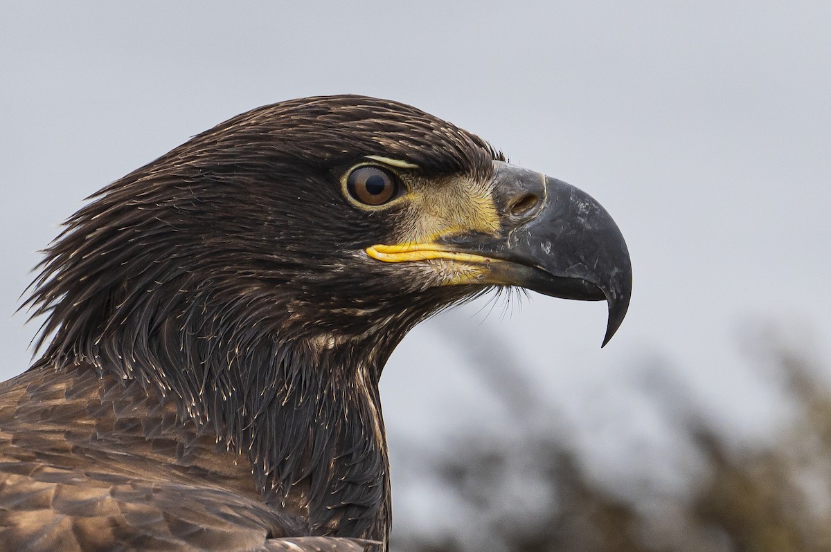 Bald Eagle - ML645610389