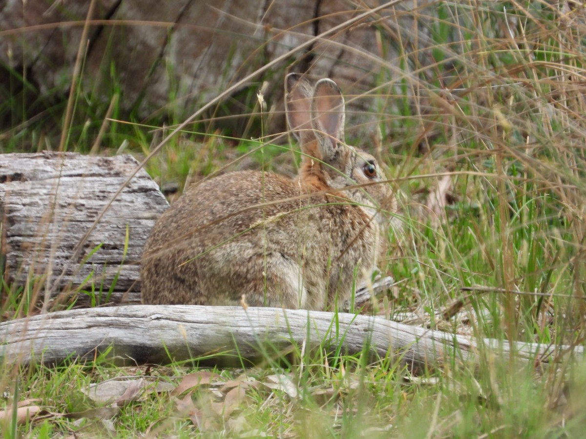 Wild European rabbit - ML645610390