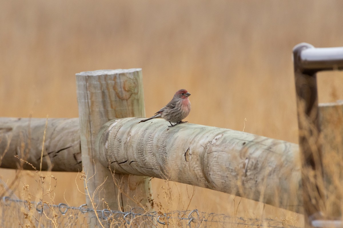 House Finch - ML645610393