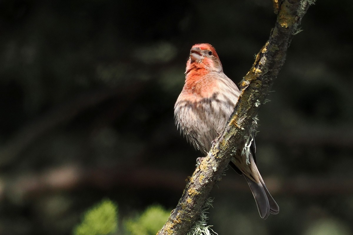 House Finch - ML645610398