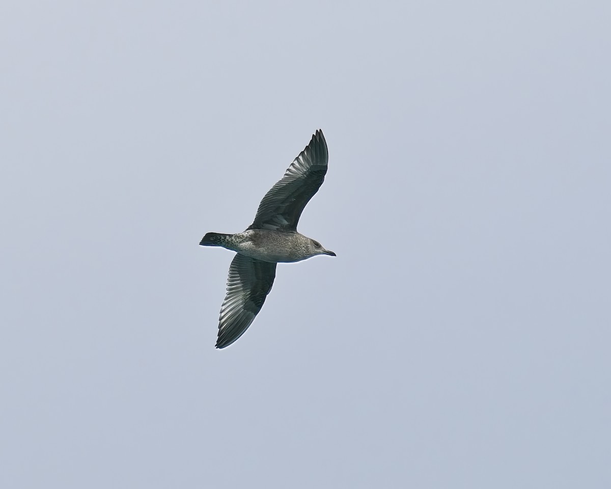 American Herring Gull - ML645610400